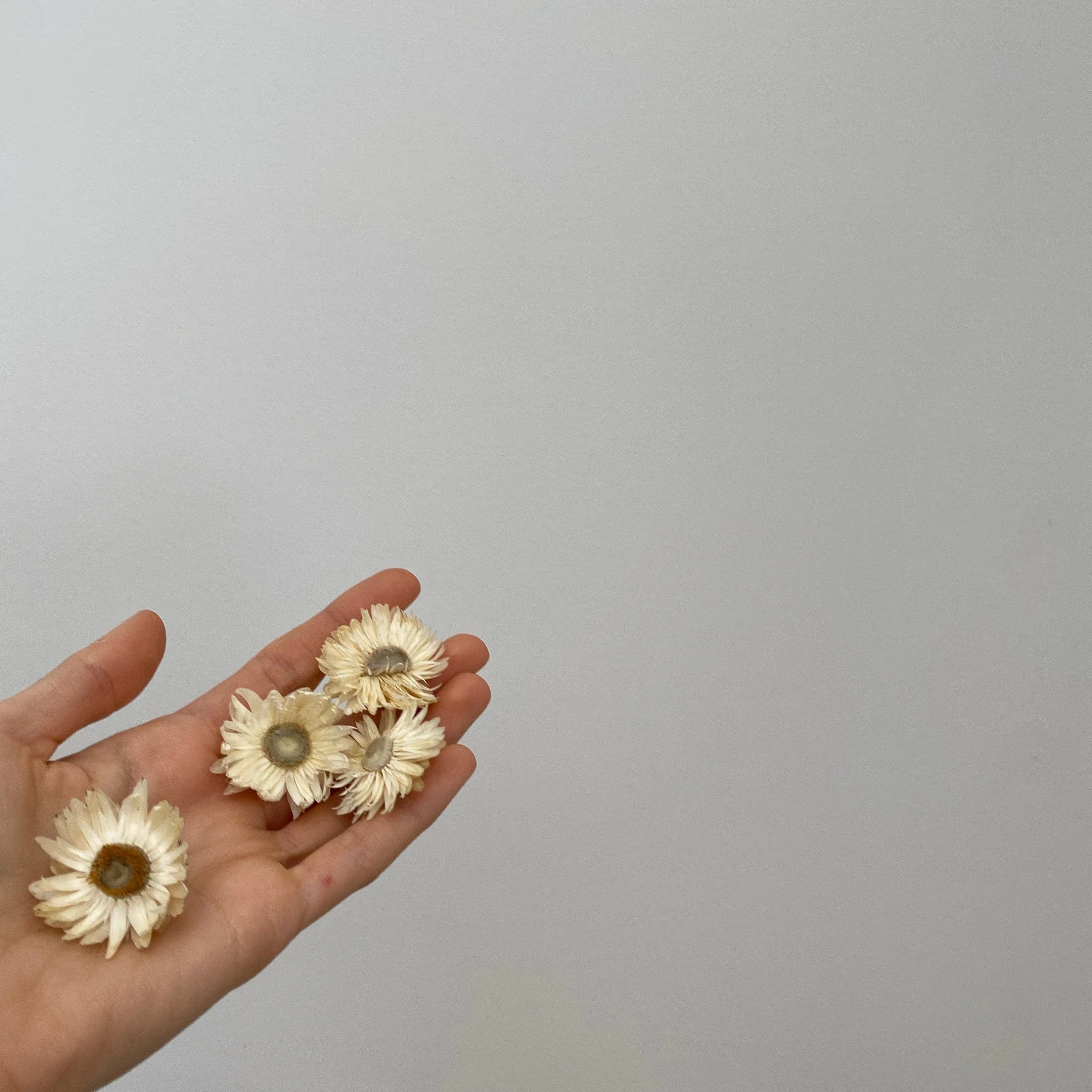 Helichrysum Hair Pins / Boho Bridal Hair Pins / Real Dried Flowers Hair Pin