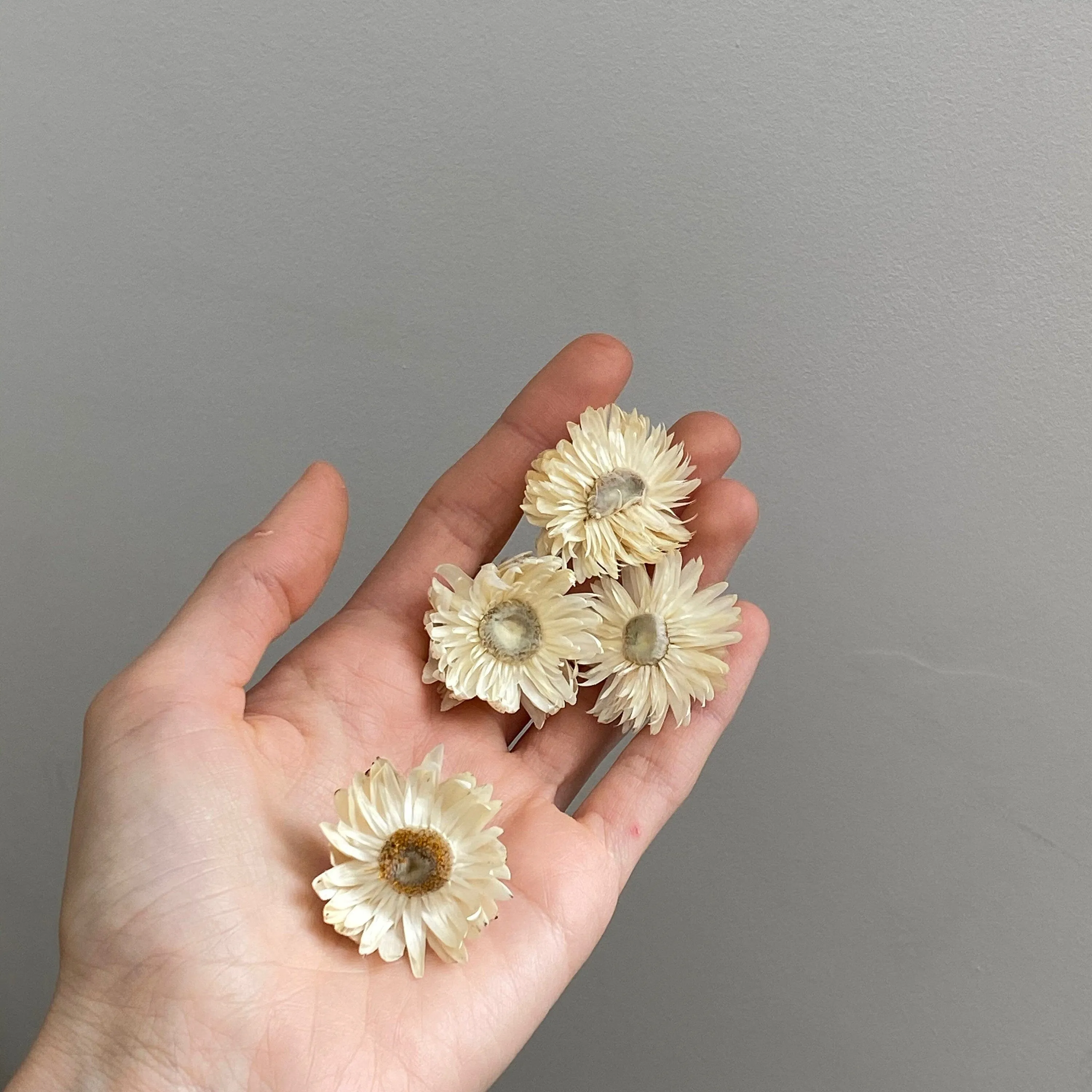 Helichrysum Hair Pins / Boho Bridal Hair Pins / Real Dried Flowers Hair Pin